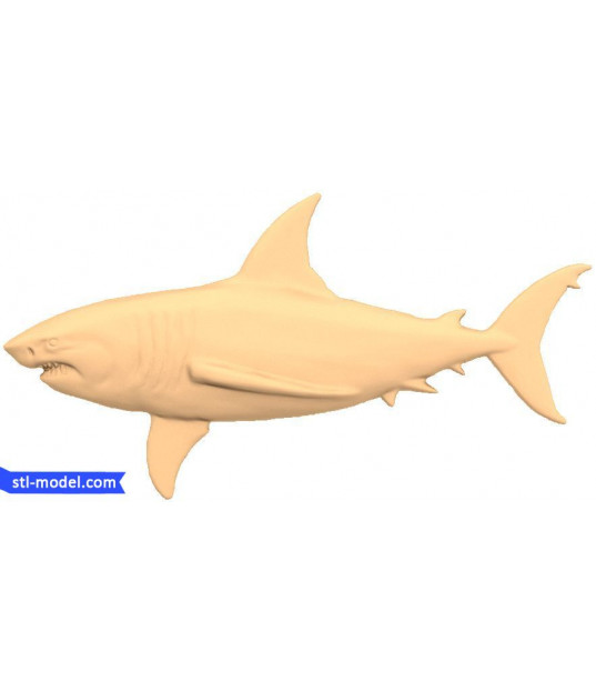 Great White Shark
