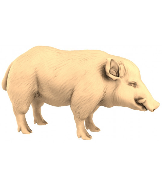 Majestic Wild Boar