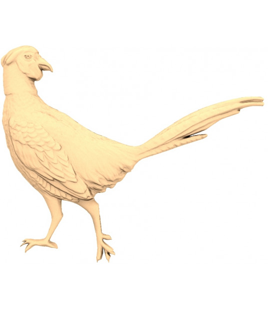 Majestic Pheasant