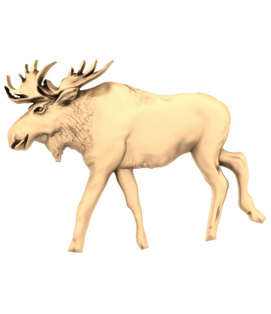 Majestic Moose