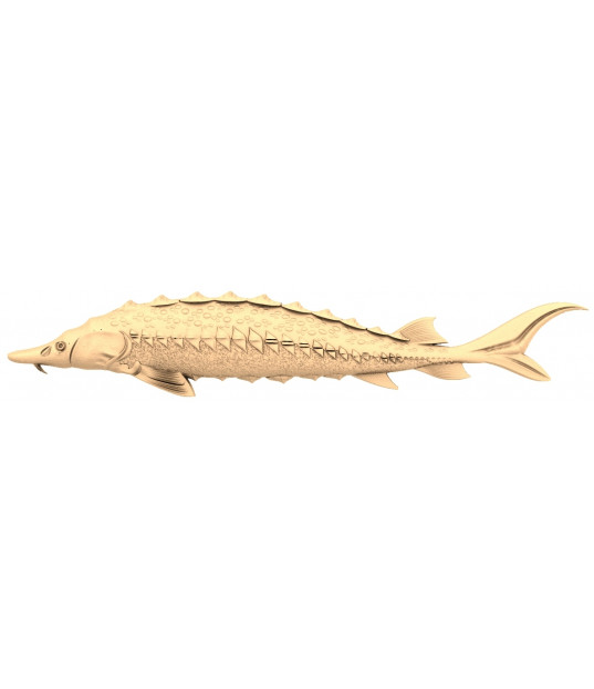 Majestic Sturgeon