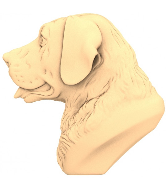 Majestic Labrador Head