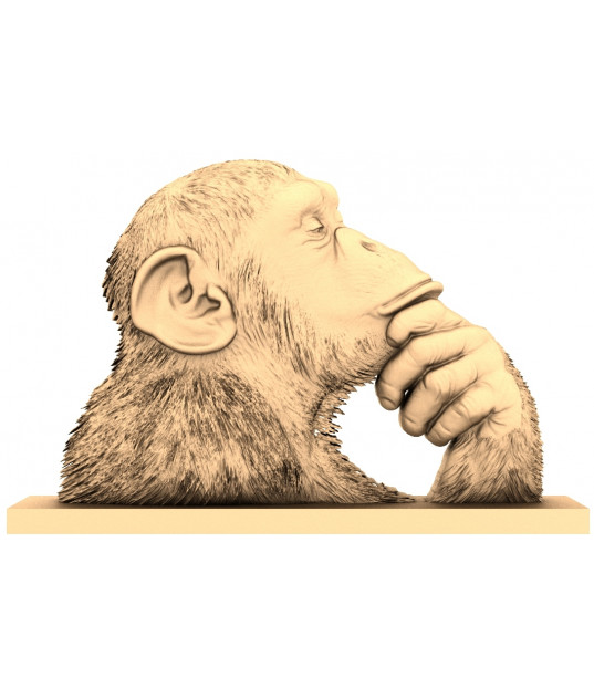 Contemplative Chimp