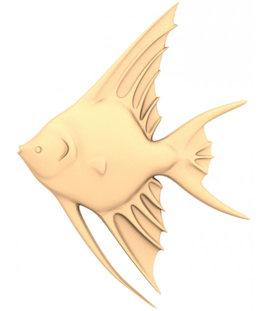 Elegant Angelfish