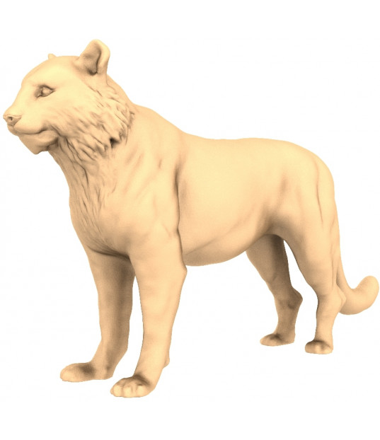 Majestic Wild Cat
