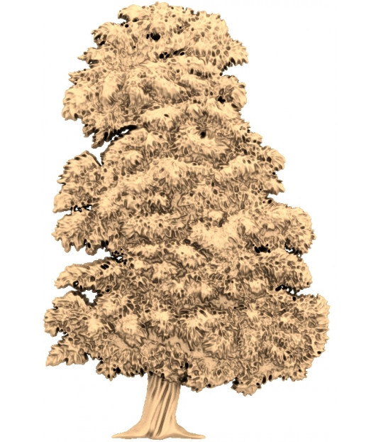 Majestic Oak Tree