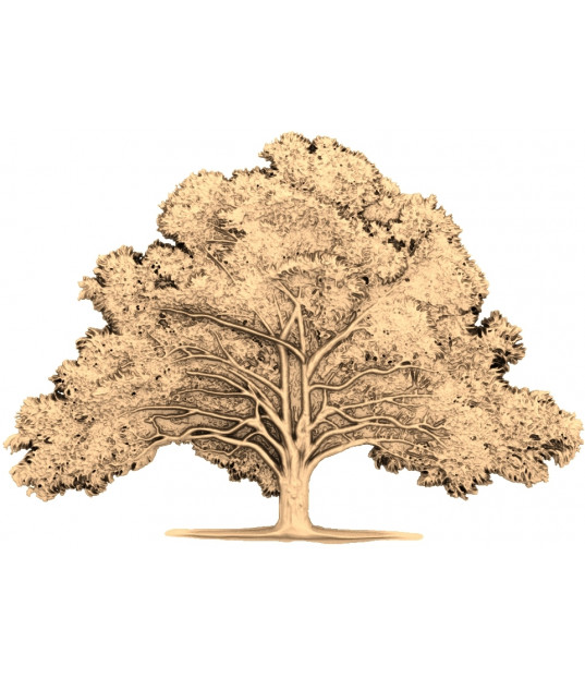 Eternal Oak